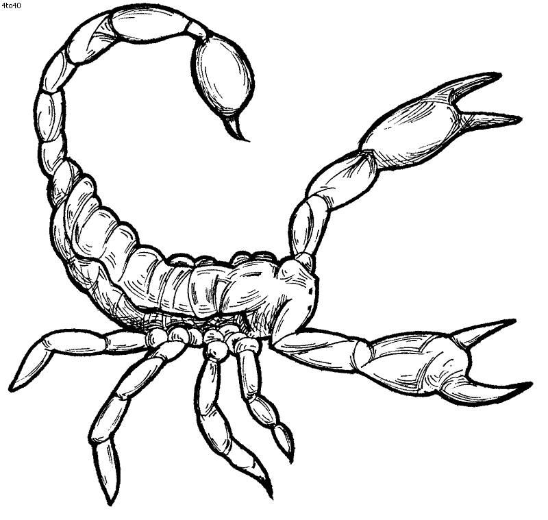 Scorpion Drawing | Free Download Clip Art | Free Clip Art | on ...