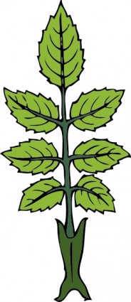 Mint Branch clip art Vector clip art - Free vector for free download