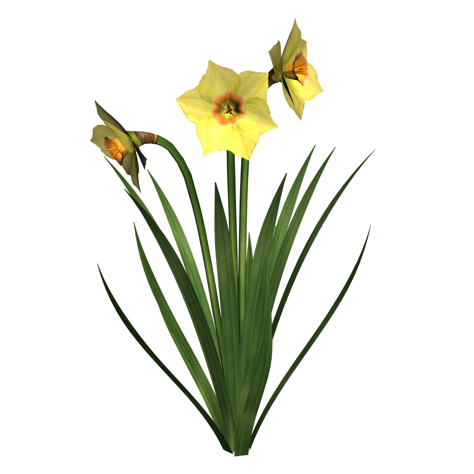 Daffodils Clipart | Free Download Clip Art | Free Clip Art | on ...