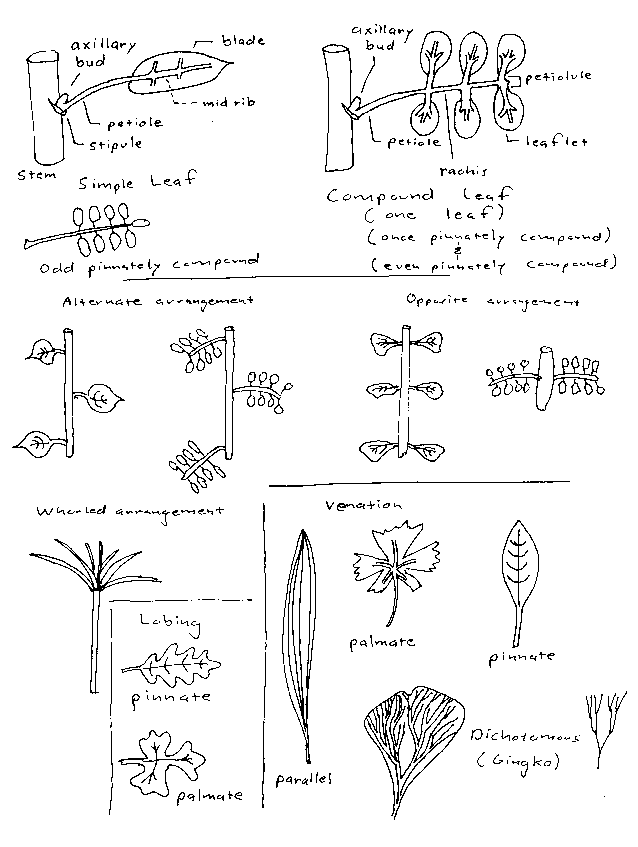 Basal Leaf Arrangement