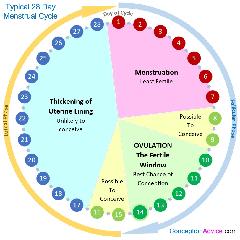 Menstrual Cycle Calendar and Phases Conception Advice