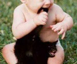 Om nom kitten funny picture