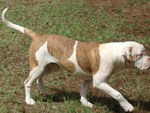 Alapaha Blue Blood Bulldog Maximus