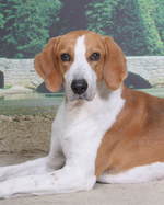 American Foxhound dog portrait