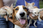 American Foxhound with puppies