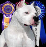 Argentine Dogo champion