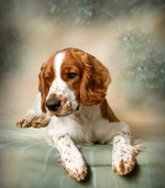 Beautiful Welsh Springer Spaniel dog