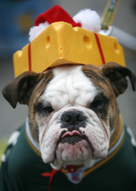 Bulldog costume