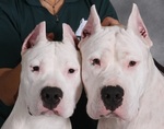  Cute Argentine Dogo dogs