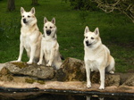 Cute Norwegian Buhund dogs