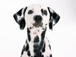 Dalmatian 