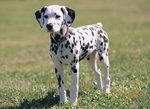 Dalmatian dog in the grass