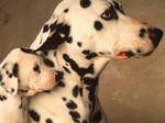 Dalmatian dog with baby