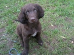 German Longhaired Pointer dog on the grass