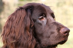 German Longhaired Pointer