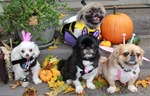 Halloween Pekingese dogs