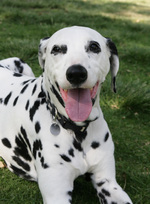 Happy Dalmatian