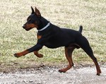 Jumping German Pinscher dog