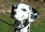 Lovely Dalmatian dog 