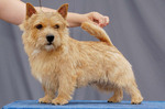 Nice Norwich Terrier 