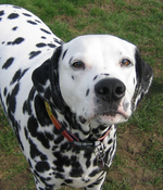 Nosy Dalmatian dog 