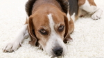 American Foxhound resting