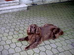 Resting German Longhaired Pointer dog