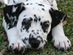 Sad Dalmatian