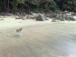 Thai Bangkaew Dog on the beach