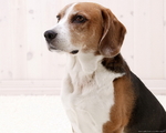 Thoughtful American Foxhound dog