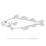 How to Draw an Atlantic Cod