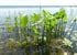 Aquatic Plants