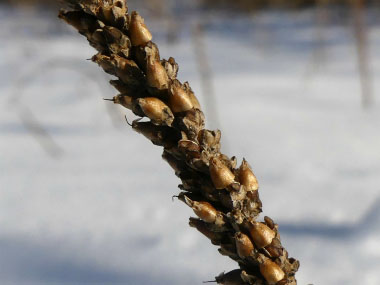 plantain winter