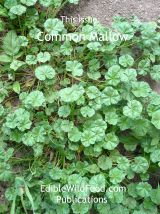 Common Mallow Magazine