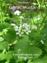 Garlic Mustard Magazine