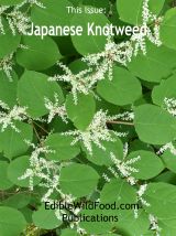 Japanese Knotweed Magazine