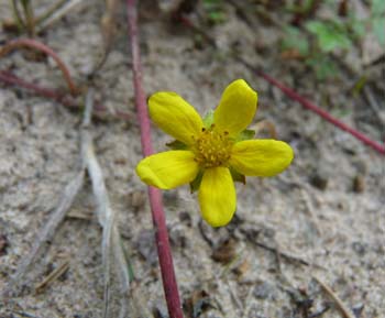 silverweed flower