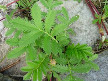 silverweed leaves