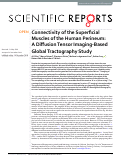 Cover page: Connectivity of the Superficial Muscles of the Human Perineum: A Diffusion Tensor Imaging-Based Global Tractography Study