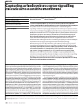 Cover page: Capturing a rhodopsin receptor signalling cascade across a native membrane