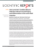 Cover page: Intra-amniotic Candida albicans infection induces mucosal injury and inflammation in the ovine fetal intestine