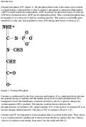 Cover page: The Role of Creatine Supplementation in Short Term Exercise and Medicine