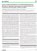 Cover page: Serine 195 phosphorylation in the RNA-binding protein Rbm38 increases p63 expression by modulating Rbm38’s interaction with the Ago2–miR203 complex