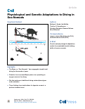 Cover page: Physiological and Genetic Adaptations to Diving in Sea Nomads