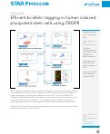 Cover page: Efficient bi-allelic tagging in human induced pluripotent stem cells using CRISPR.