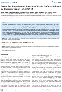 Cover page: Green Tea Polyphenols Rescue of Brain Defects Induced by Overexpression of DYRK1A