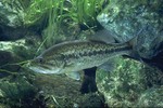 Largemouth bass in sea