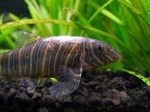 Beautiful Zebra loach