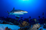 Gray reef shark anderwater