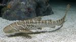 Lovely Zebra shark